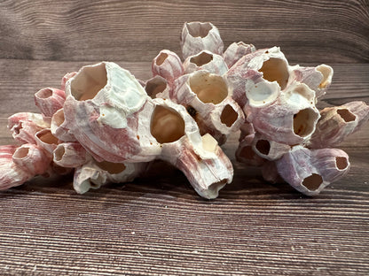 Gulf Coast Barnacles Small- 1-3" & 3-5" Clusters