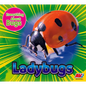 Ladybugs - Paperback