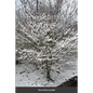 The Learning Tree - Paperback