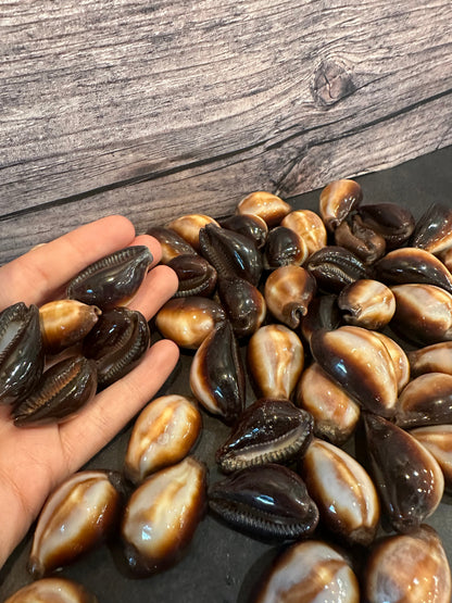 Onyx Cowrie Shell – Erronea onyx