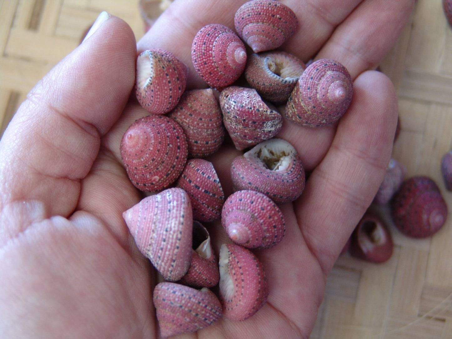 Strawberry Top Snail Shell (Clanculus puniceus)