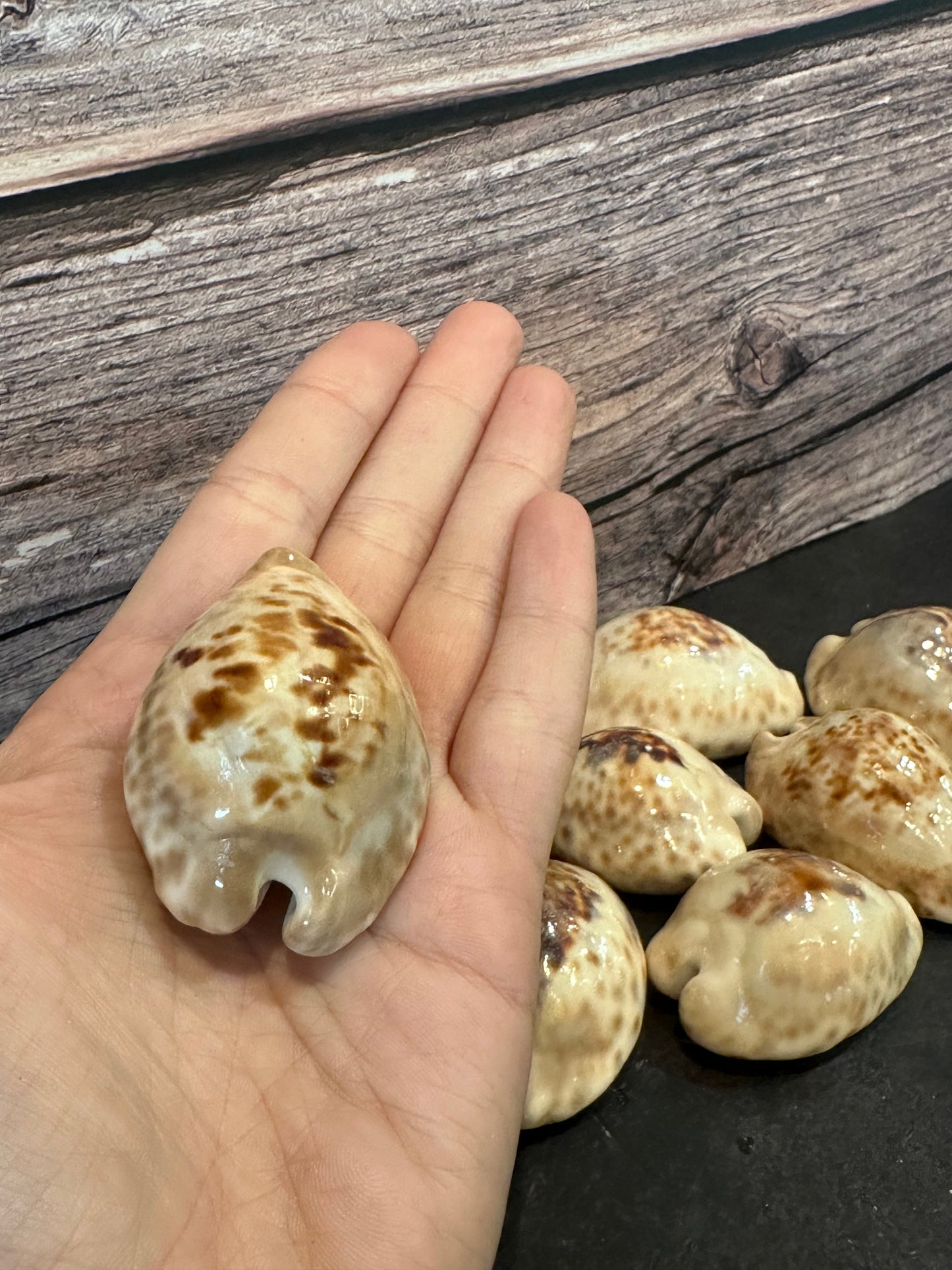 Teulere's Cowrie Shell (Cypraea teulerei)
