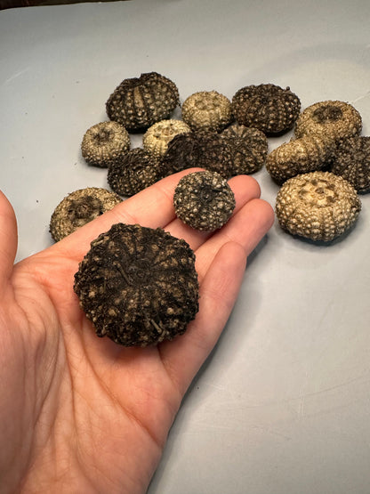 Baby Black Sea Urchin Shells