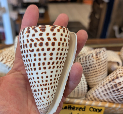 Lettered Cone Shell – Conus litteratus