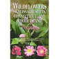 Wildflowers of Massachusetts, Connecticut, and Rhode Island in Color - Paperback