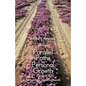 Parallel Paths to Personal Growth: The Search for Something Beyond - Paperback