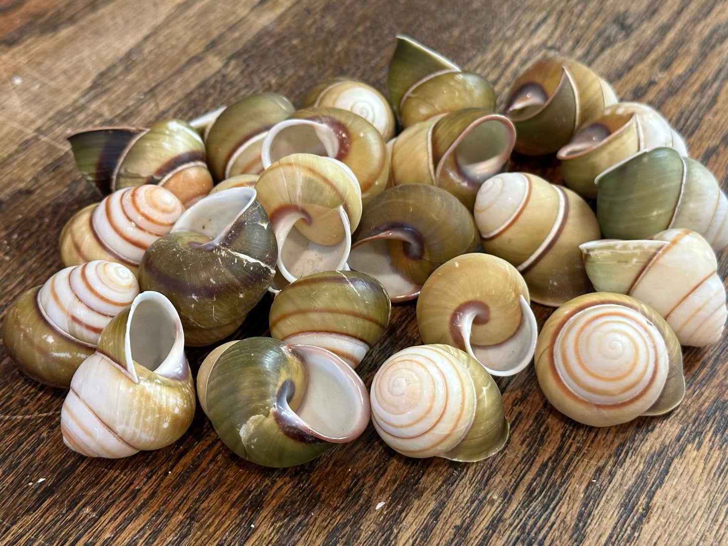 Helicostyla florida Land Snail