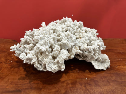 Merulina Coral 13"