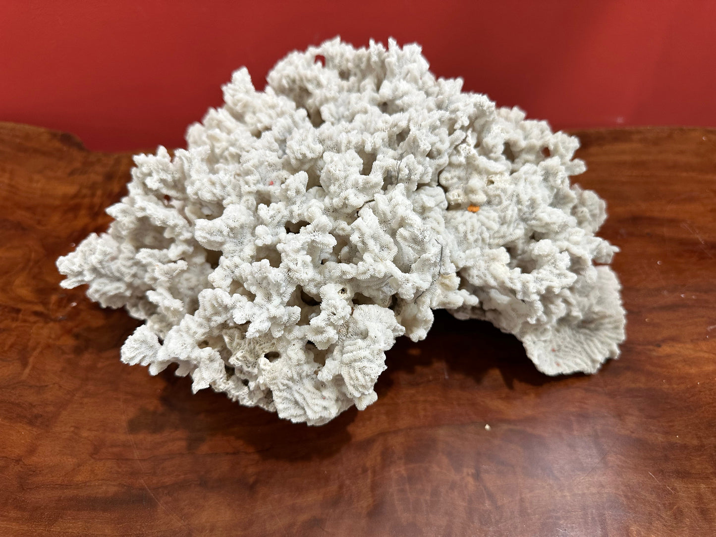Merulina Coral 13"