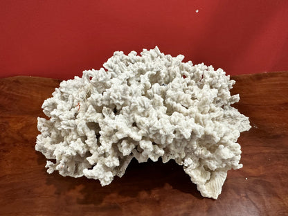 Merulina Coral 13"