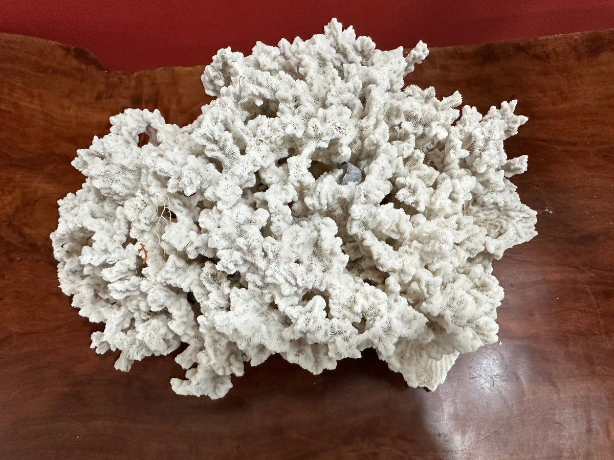 Merulina Coral 13"
