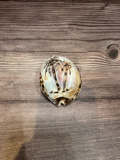 Large Carved Cowrie Shells
