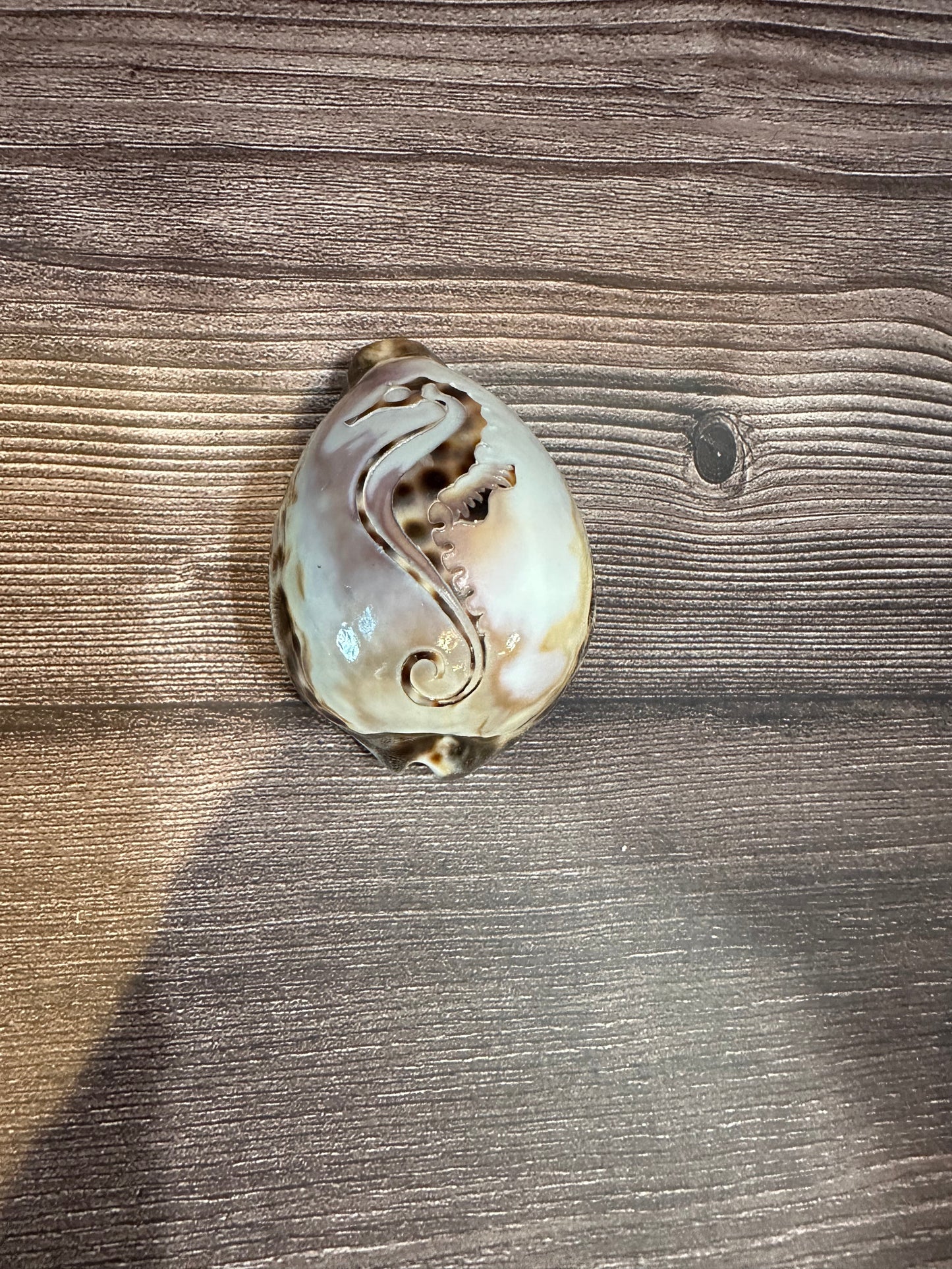 Large Carved Cowrie Shells