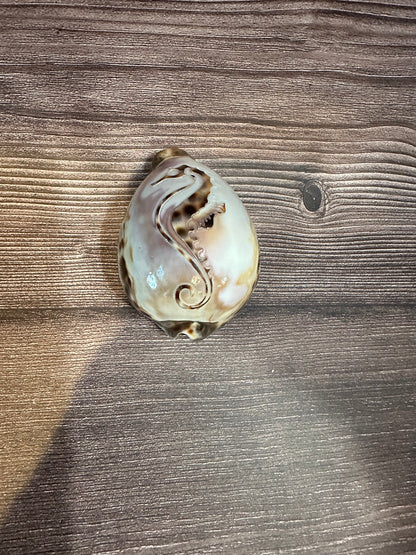 Large Carved Cowrie Shells