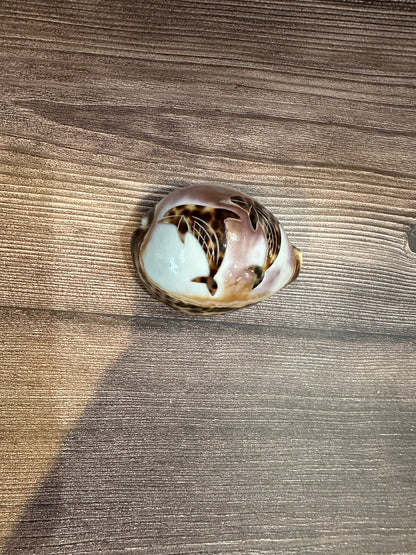 Large Carved Cowrie Shells