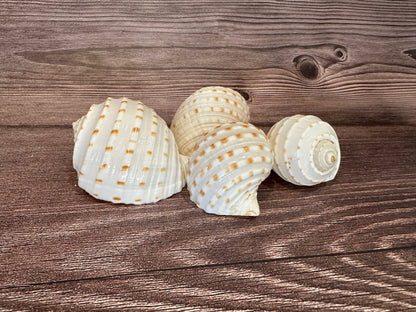 Spotted Tonna Shells (Tonna Tesselata)