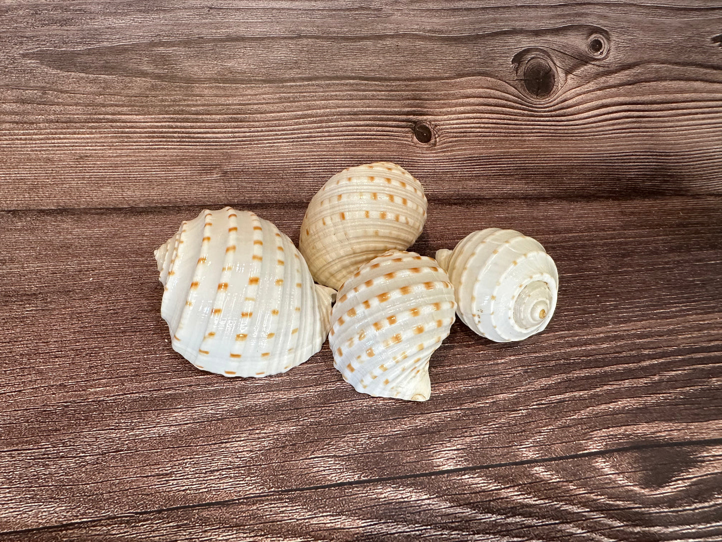 Spotted Tonna Shells (Tonna Tesselata)