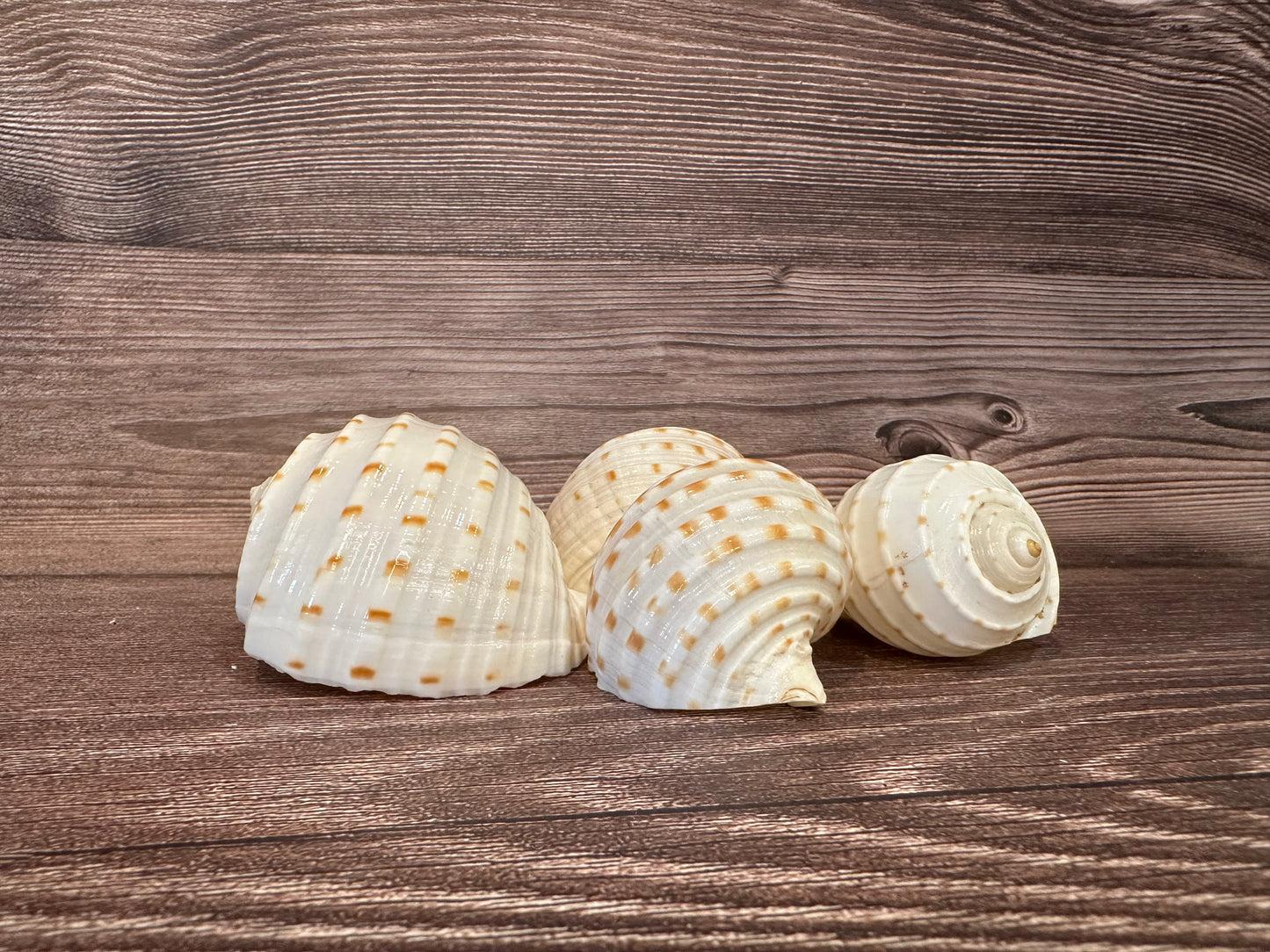 Spotted Tonna Shells (Tonna Tesselata)