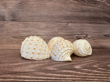 Spotted Tonna Shells (Tonna Tesselata)