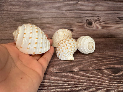 Spotted Tonna Shells (Tonna Tesselata)
