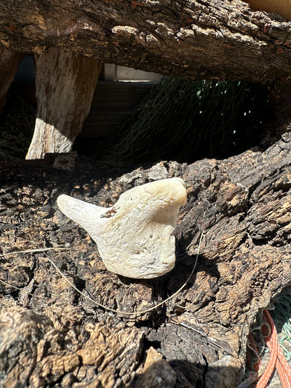 Fossilized Drum Mouth Plate