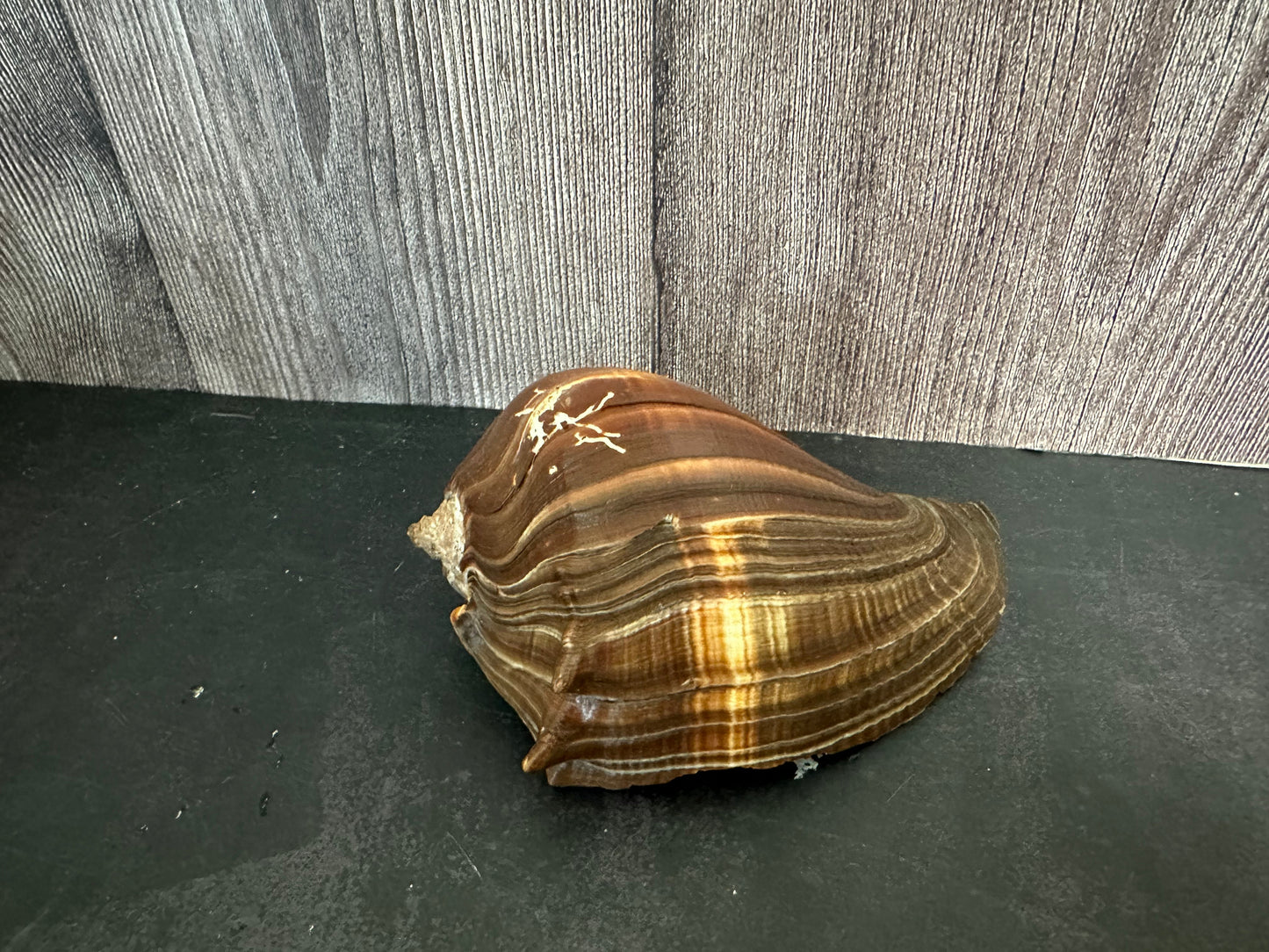 Fiber Pacific Crown Conch Shell (Melongena patula) 4-7"