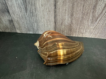 Fiber Pacific Crown Conch Shell (Melongena patula) 4-7"