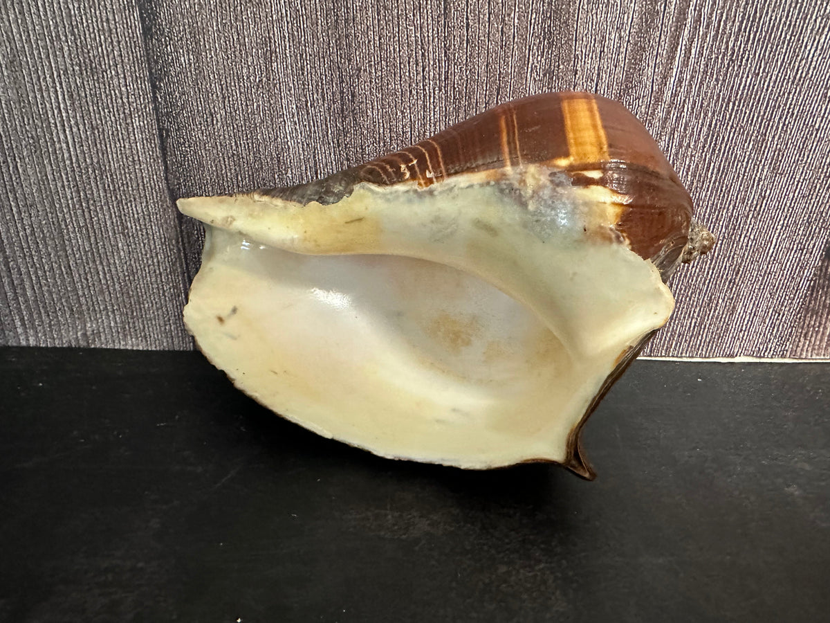 Fiber Pacific Crown Conch Shell (Melongena patula) 4-7"