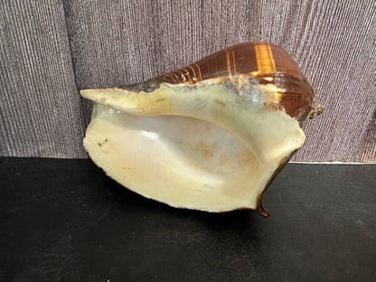 Fiber Pacific Crown Conch Shell (Melongena patula) 4-7"