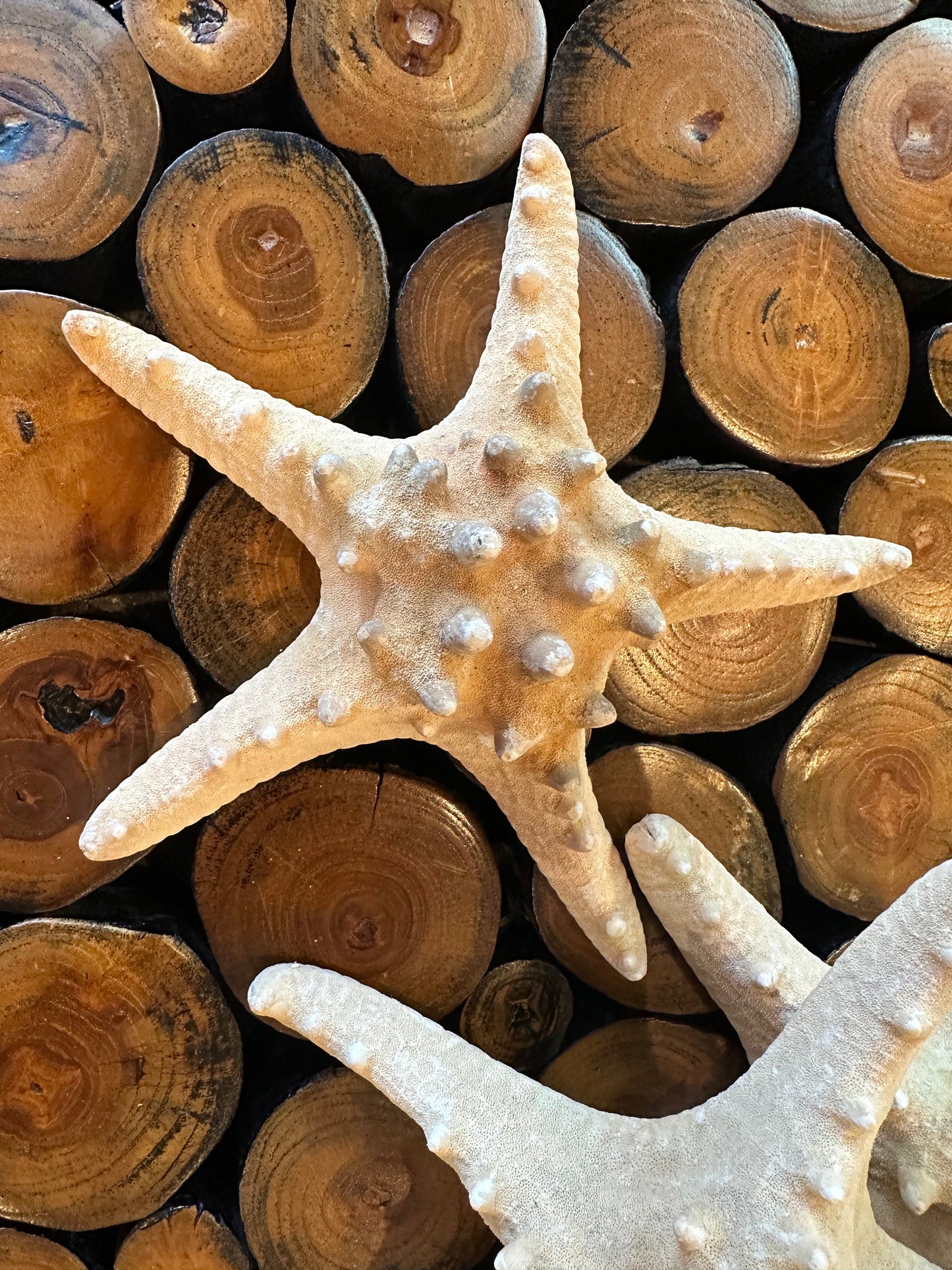 Large Natural Tan Knobby Starfish
