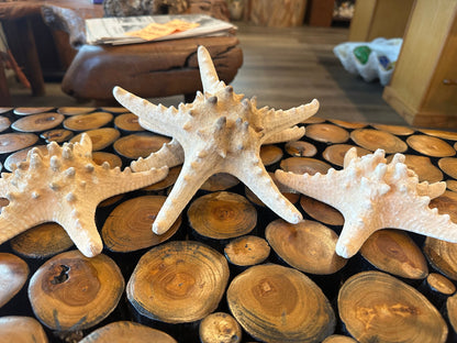 Large Natural Tan Knobby Starfish