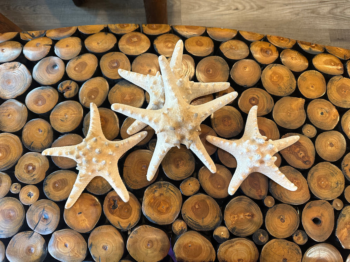 Large Natural Tan Knobby Starfish