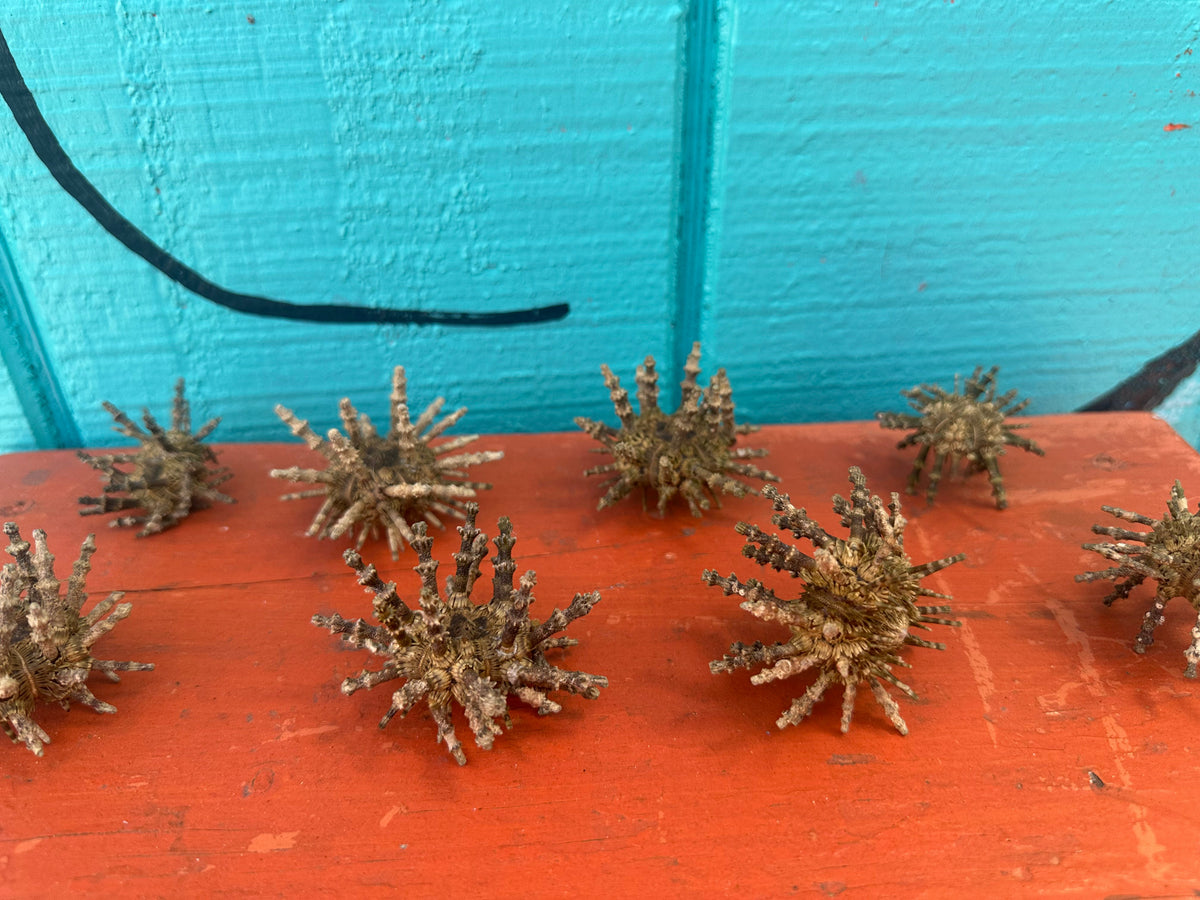 Small Green Sputnik Urchin Shell with Spines