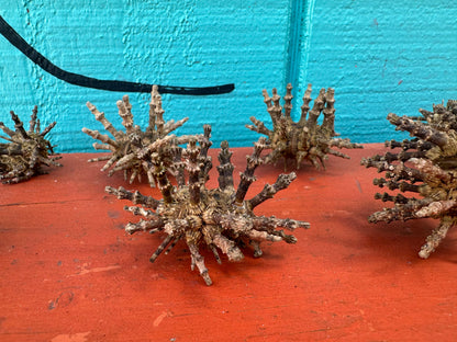 Small Green Sputnik Urchin Shell with Spines