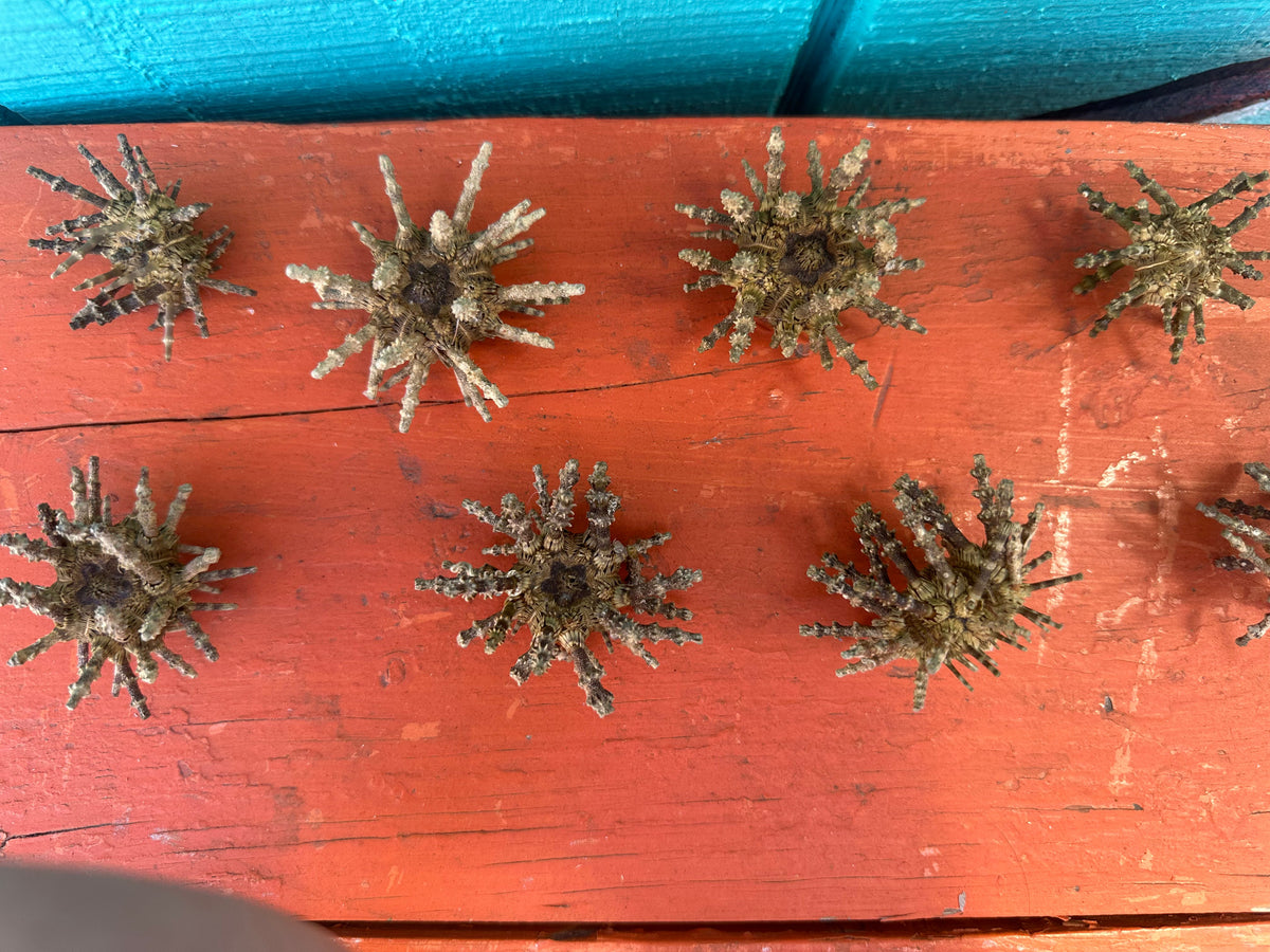 Small Green Sputnik Urchin Shell with Spines