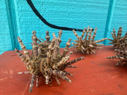 Small Green Sputnik Urchin Shell with Spines