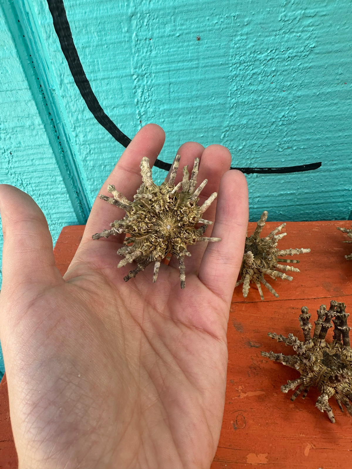 Small Green Sputnik Urchin Shell with Spines