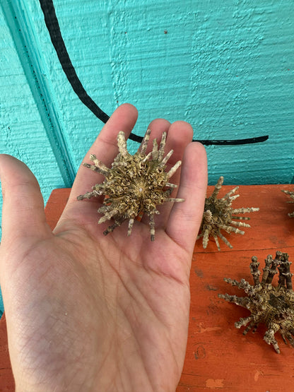 Small Green Sputnik Urchin Shell with Spines