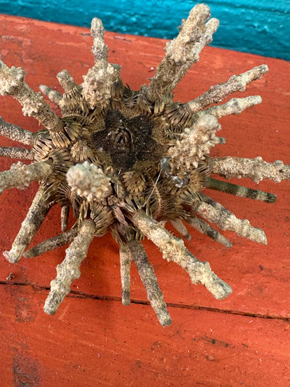 Small Green Sputnik Urchin Shell with Spines