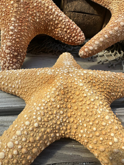 Jungle Starfish- Pentaceraster mammillatus