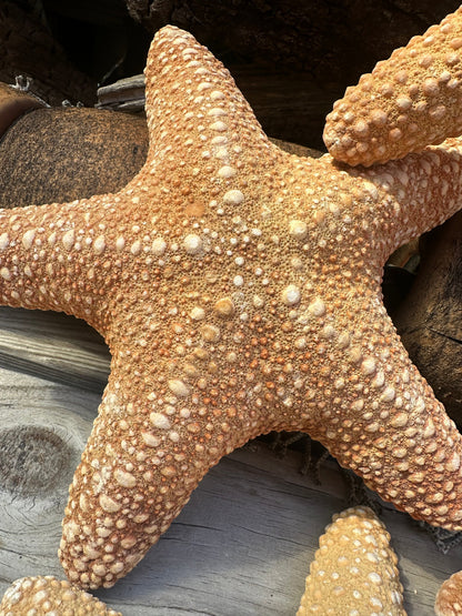 Jungle Starfish- Pentaceraster mammillatus