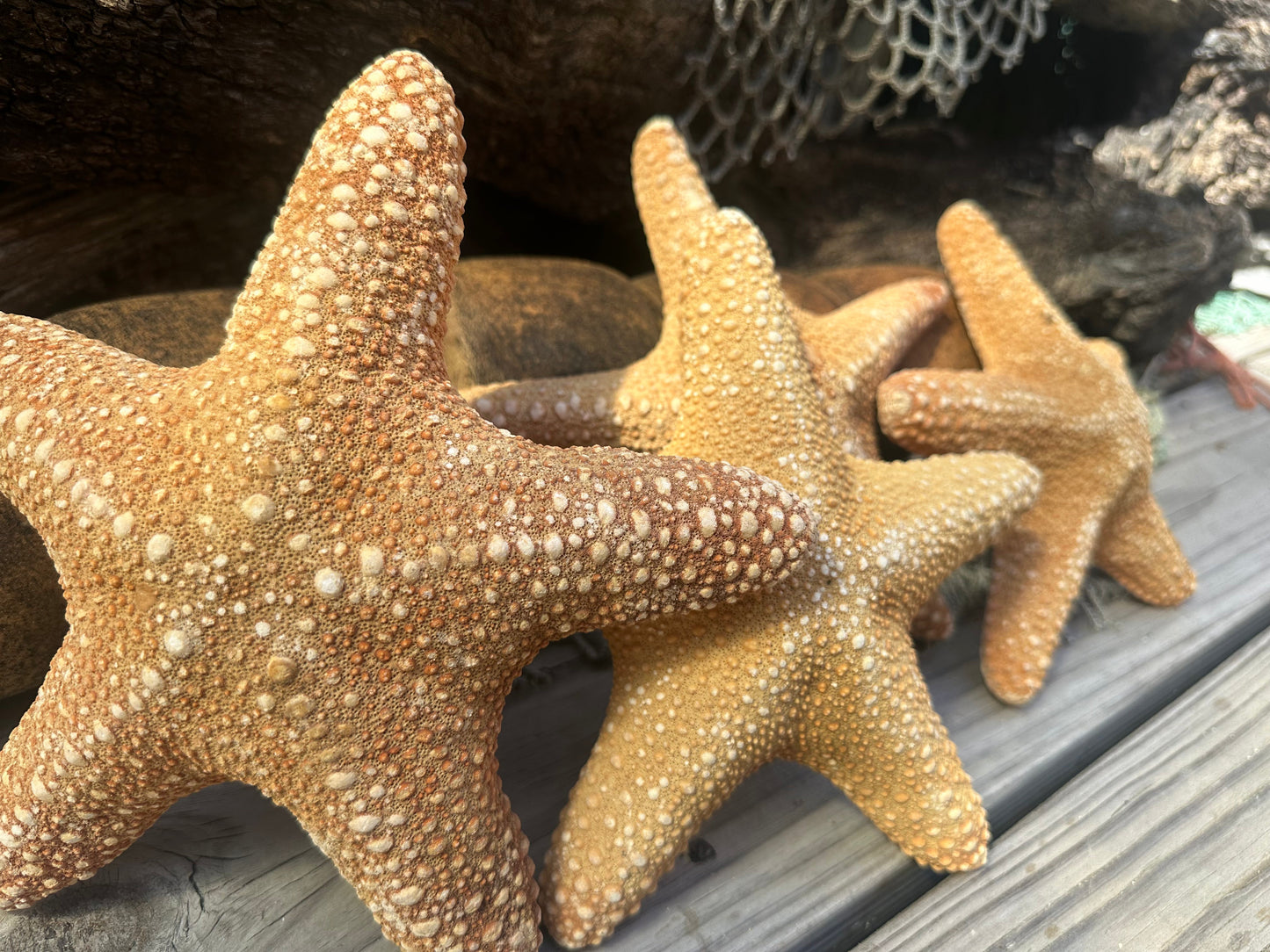 Jungle Starfish- Pentaceraster mammillatus