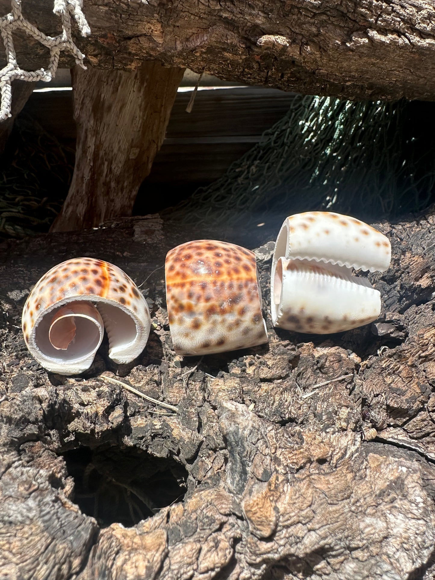 Vintage Sliced Tiger Cowrie Shell