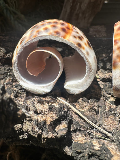 Vintage Sliced Tiger Cowrie Shell