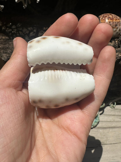 Vintage Sliced Tiger Cowrie Shell