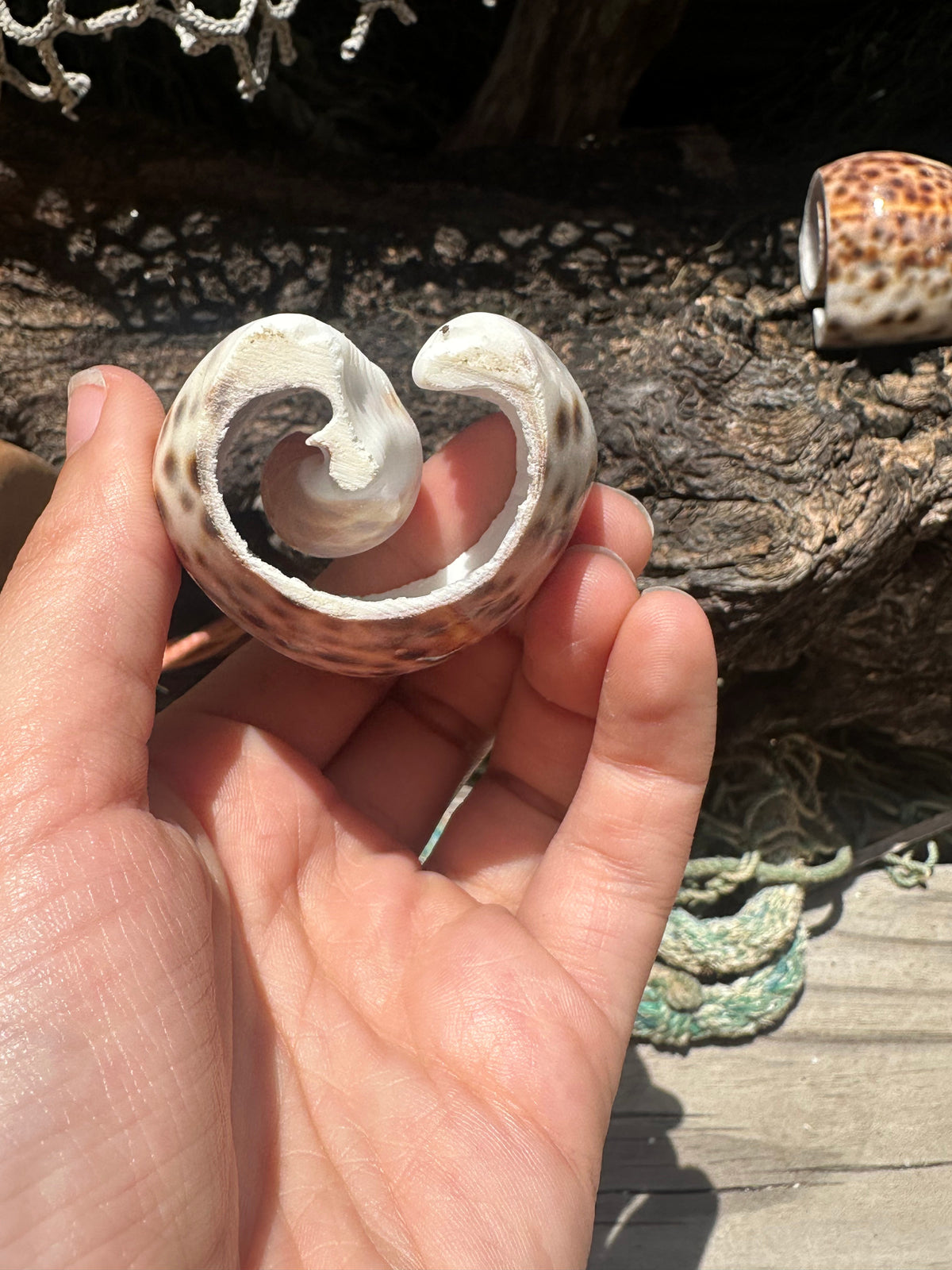 Vintage Sliced Tiger Cowrie Shell