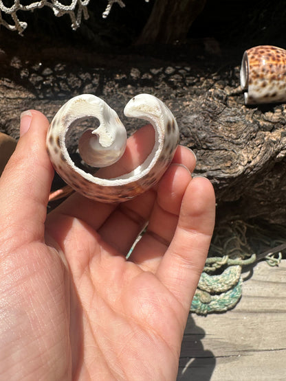 Vintage Sliced Tiger Cowrie Shell