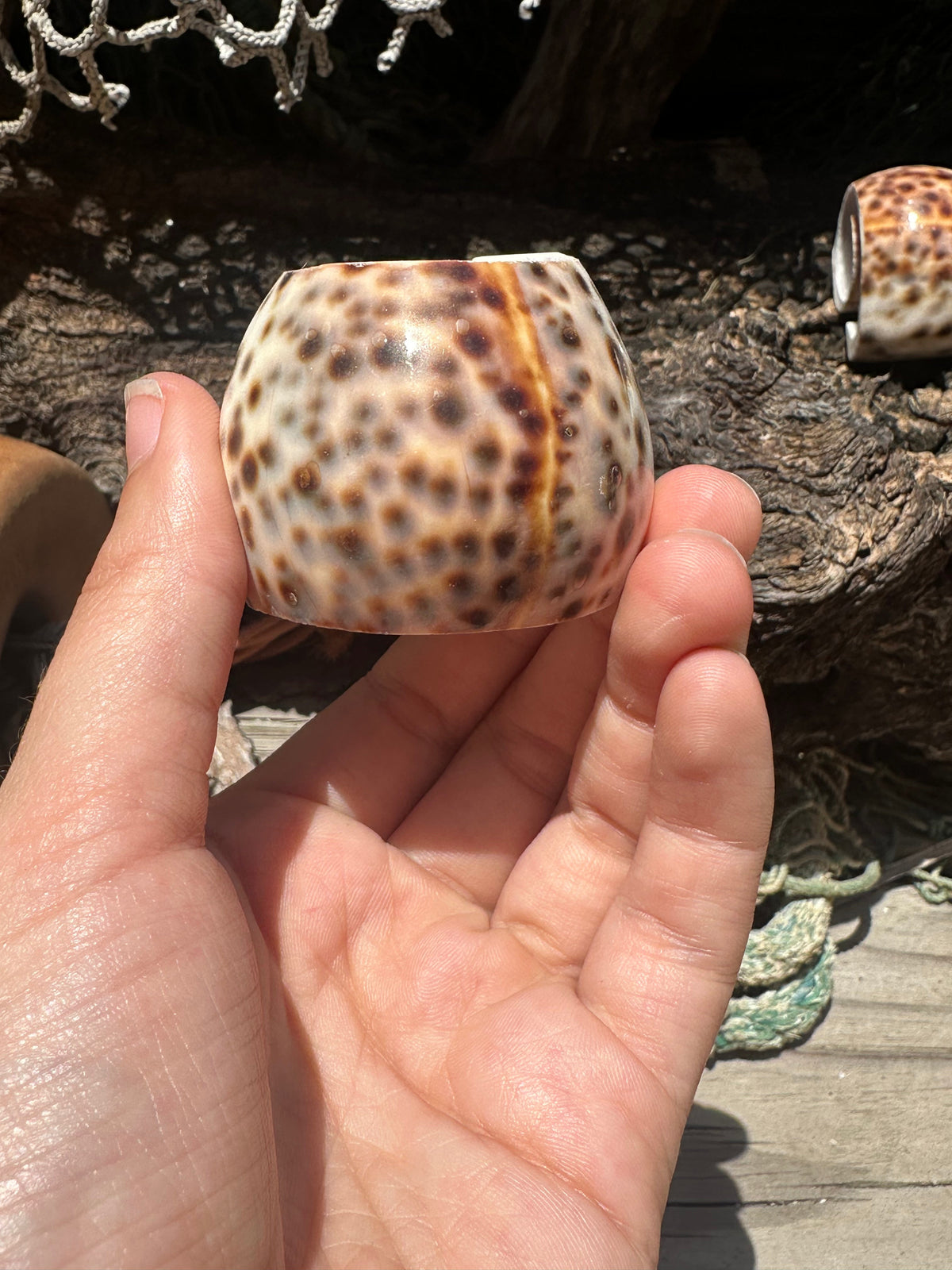 Vintage Sliced Tiger Cowrie Shell