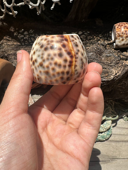 Vintage Sliced Tiger Cowrie Shell
