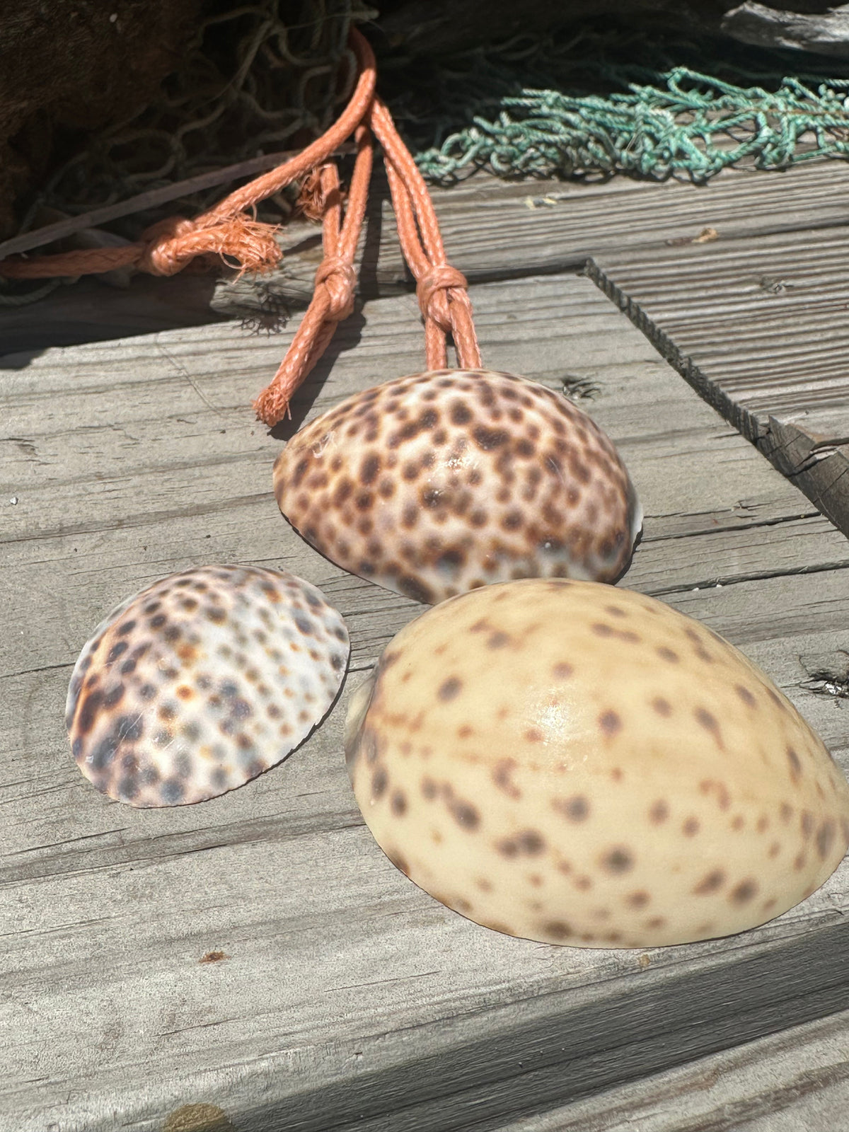Vintage Sliced Tiger Cowrie Shell